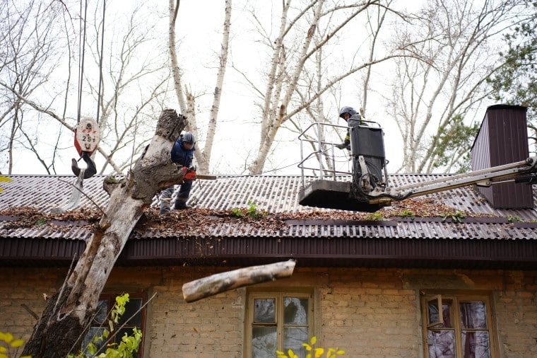 дерево упало