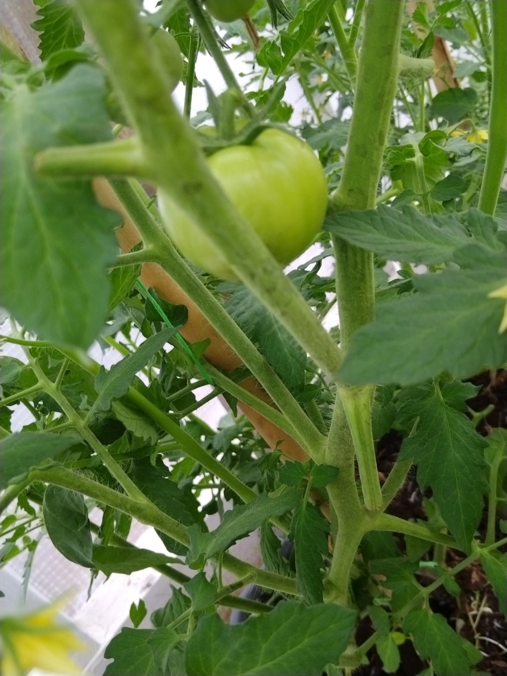 Выращивать свои овощи - одно удовольствие.