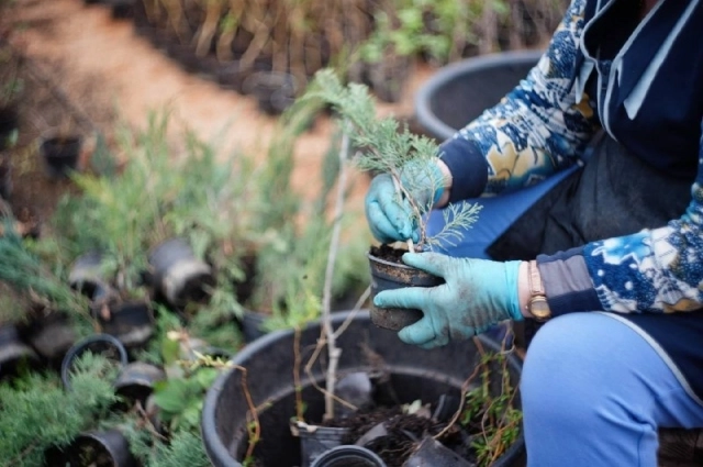 Какой грунт лучше подойдет?