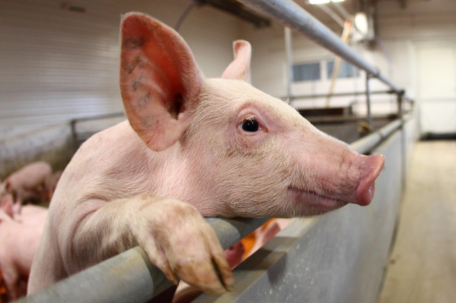 Суммарное поголовье свиней на предприятиях субхолдинга – 257 тыс. голов, в том числе 18 тыс. голов свиноматок.
