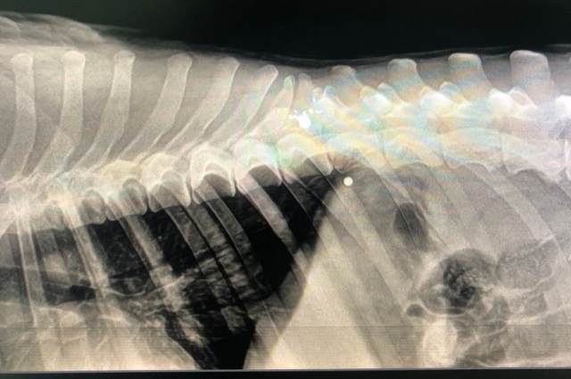 В собаку стреляли: на рентгене видно две пули.
