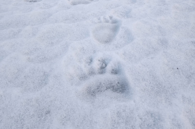 След медведя.