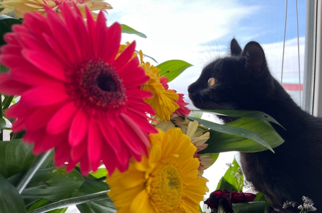 Обоняние кошек в 14 раз сильнее человеческого.