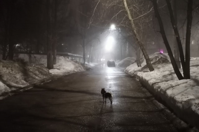 Одинокий охотник в тумане