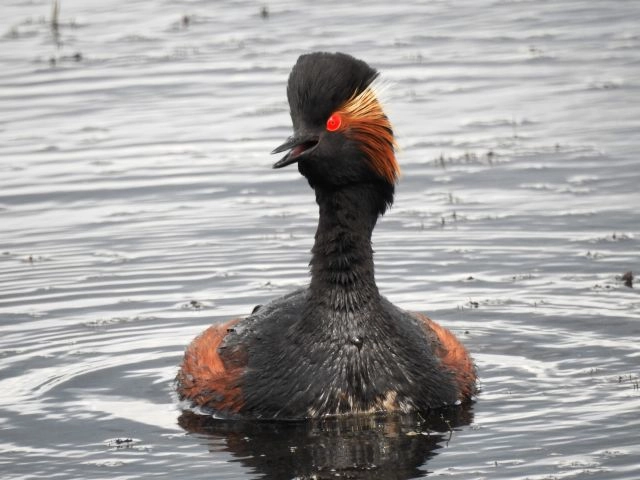 Красавица Черношейная поганка.