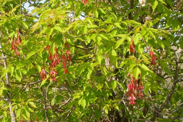 Американский клён ведёт себя подобно сорняку 