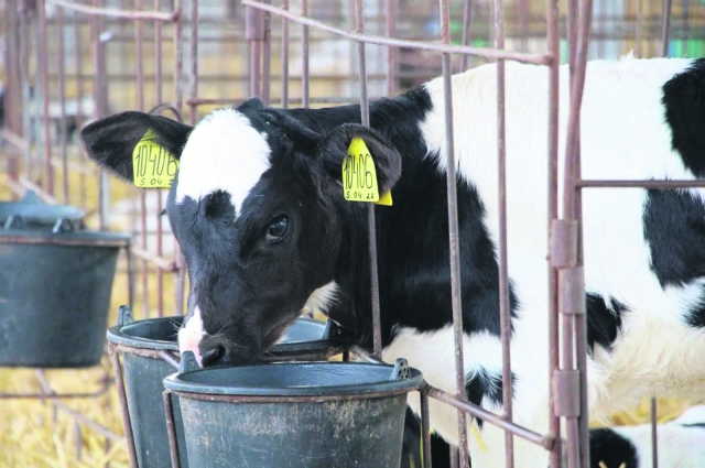 Район занимает четвёртое место по производству молока - одна корова здесь в среднем даёт 9160 кг молока.