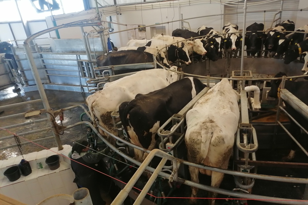 Надой от одной коровы в год достигает 10800 кг.
