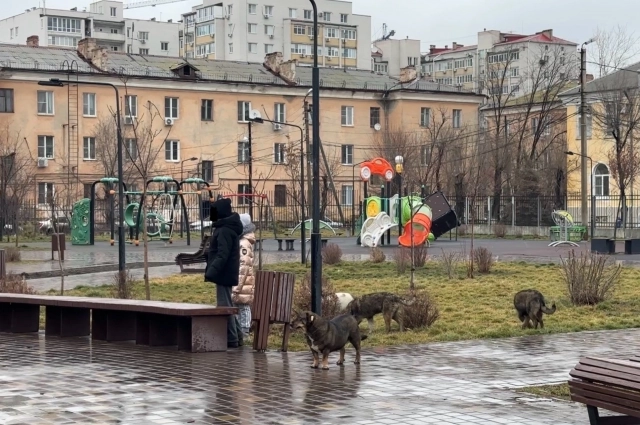 Бездомные собаки рядом с парком 