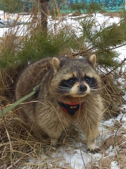 В Америке, где еноты доставляют множество хлопот, разработаны специальные конструкции, которые не дают этим зверям проникнуть в дома и гаражи. В инструкции по установке прописано, что монтировать при енотах конструкции нельзя - если сообразительные зверушки увидят, как собиралось сооружение, запросто могут его разобрать.