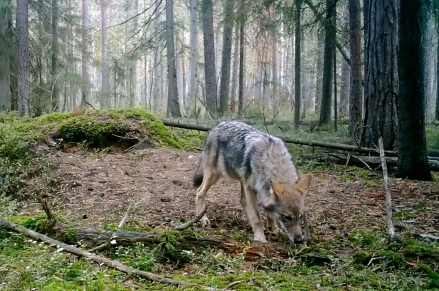 Волк в лесу.