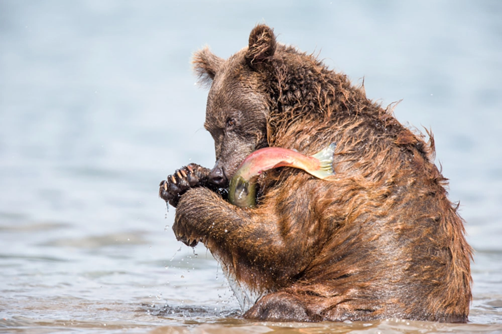 Рыбная диета.