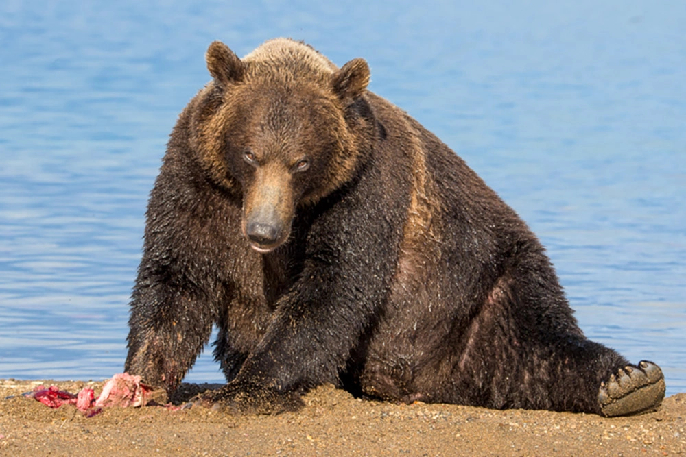 Жир жиру рознь.