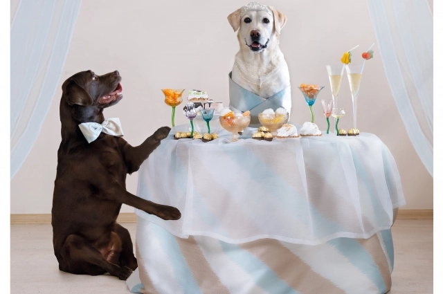 Образы, которые Елена придумывает для животных - это диалог между человеком и любимцем, где каждый кадр полон эмоций и доброты