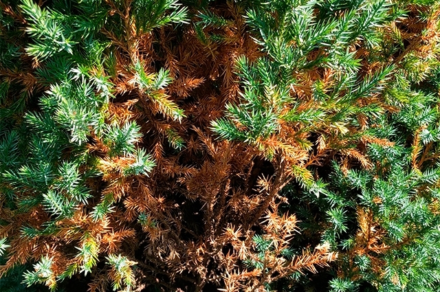 Можжевельник.