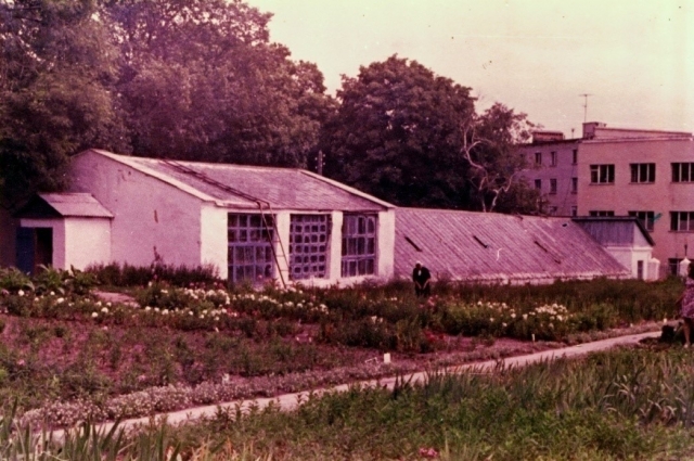 Оранжерея в Ботаническом саду в 70-ые годы.