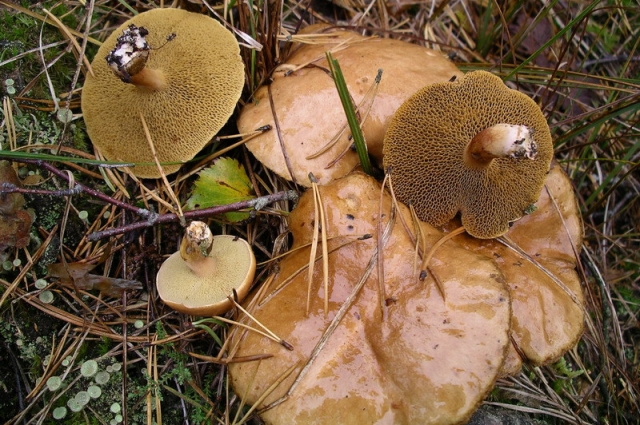 Съедобные грибы Волгоградской области (65 фото)