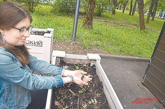 Корреспондент «АиФ» Елена Проколова – столичная огородница.