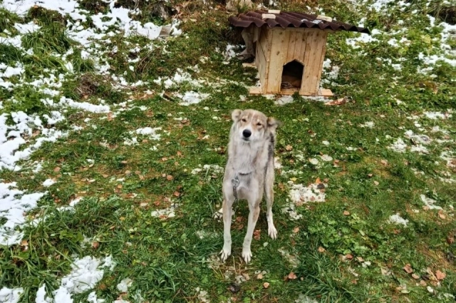 Новая собака Лыковой.