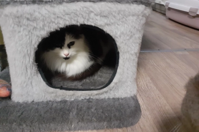 Котикам очень нужно человеческое внимание.