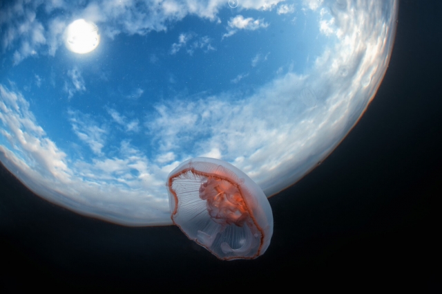 Космос Номинация: Магия воды Место съемки: г. Чупа Медуза аурелия снята прямо у поверхности в Белом море