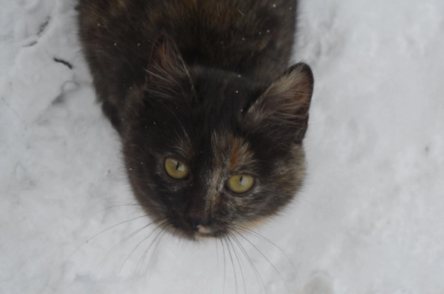 Волонтеры жалуются на поведение мужчины.