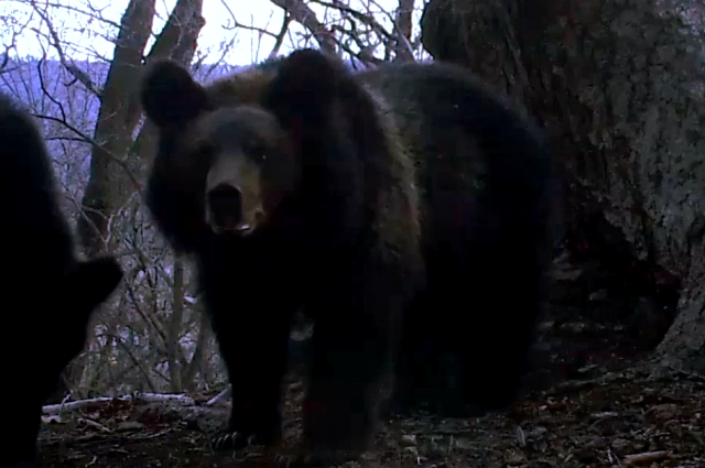 На Дальнем Востоке пока стоят плюсовые температуры, и медведи не спешат ложиться в спячку.