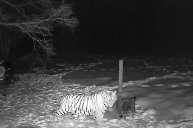 Отлов тигров