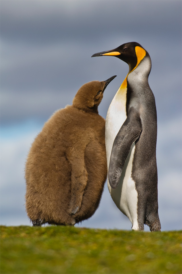 Ответы вороковский.рф: Почему у пингвинов не мёрзнут лапы?