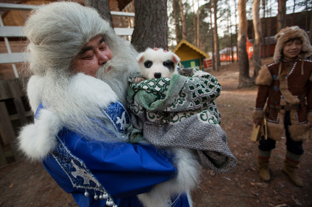 Ямал Ири из Салехарда несёт щенка в подарок Деду Морозу во время празднования Дня рождения Деда Мороза в Великом Устюге