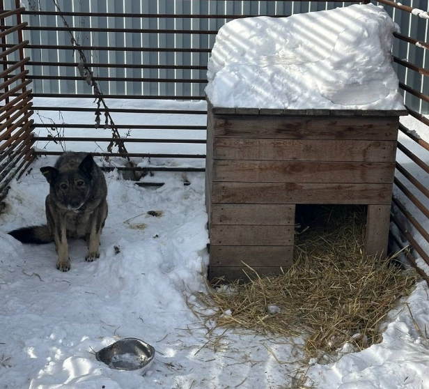 Нынешний дом Додобони.