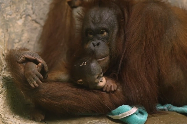 Прямо как обычный ребёнок!