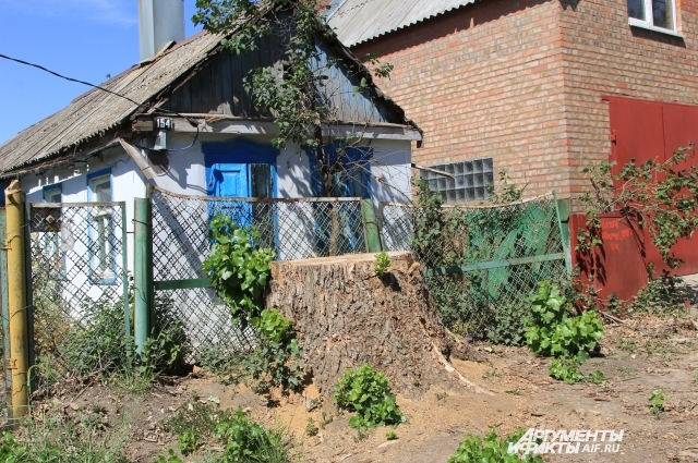 Жителю на улице Кубанской пришлось за свои деньги спиливать дерево, угрожающее упасть на дома.