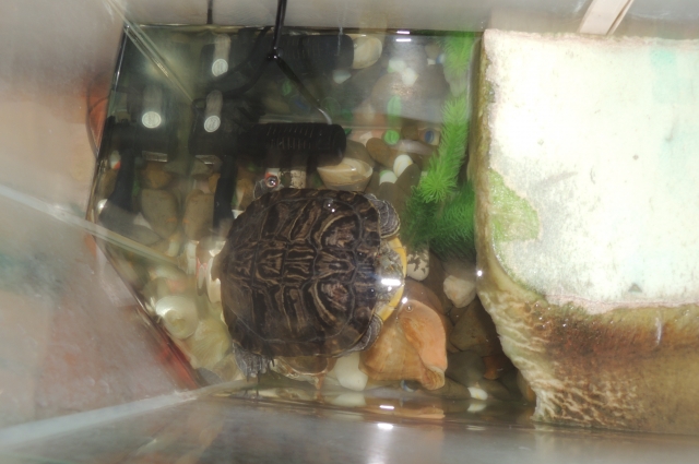 Эта красноухая черепаха живет у Безручко уже много лет.