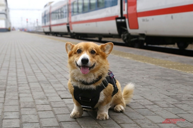 Каждая корги - в душе овчарка.