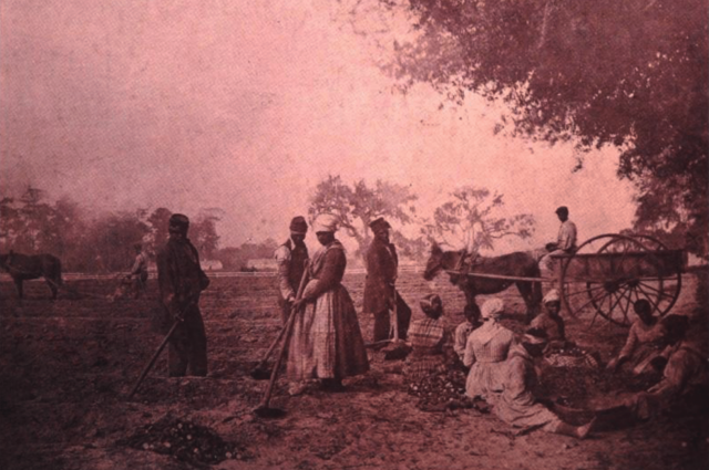 Рабы на плантации в Южной Каролине сажают батат , 1862 г.