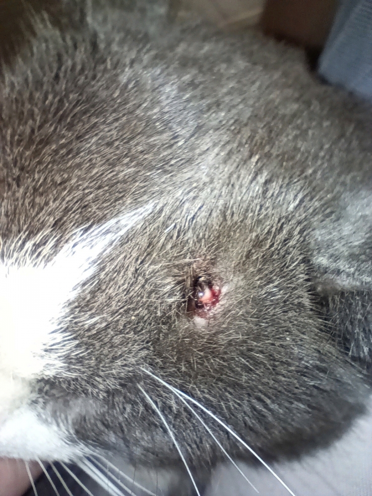 Ещё одному коту Ирины выстрелили в голову. 