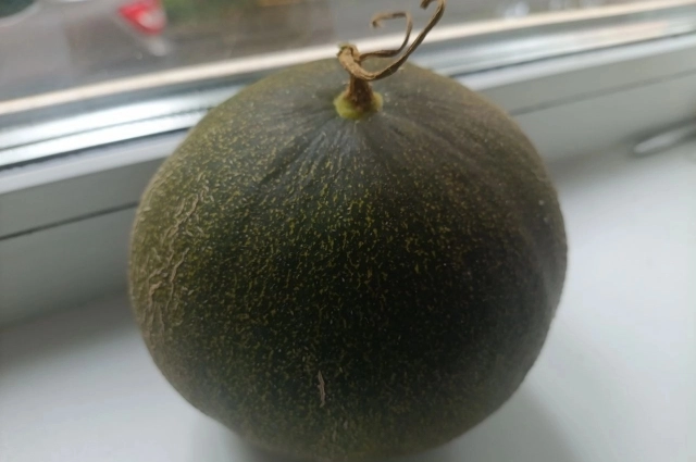 Дыню дома большими не вырастут.