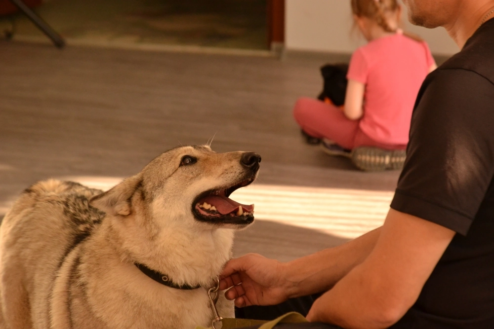 Взрослый пёс, взятый у других хозяев, может быть травмирован жестоким обращением. 