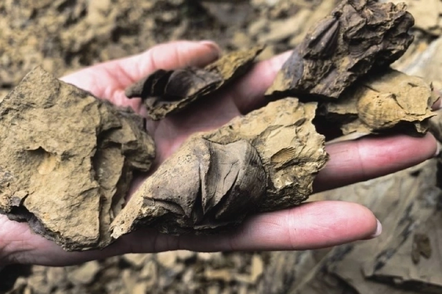 В регионе можно найти множество ракушек.