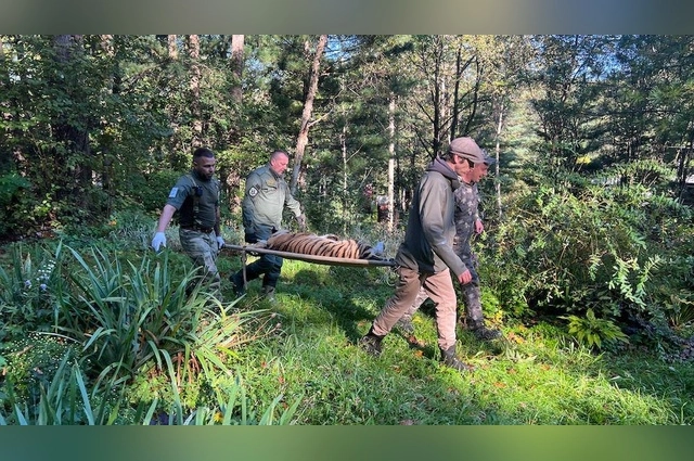 Тигры остались в дикой природе без родителей.