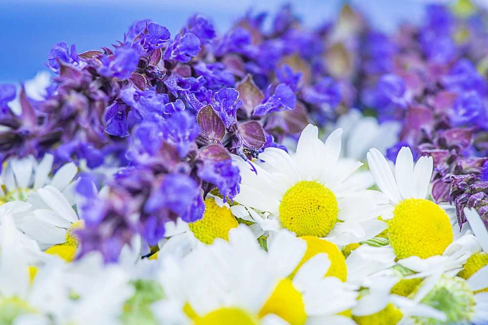 Травяные аккорды.