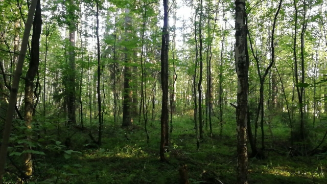 Спорный участок зарос лесом и не имеет никаких коммуникаций.