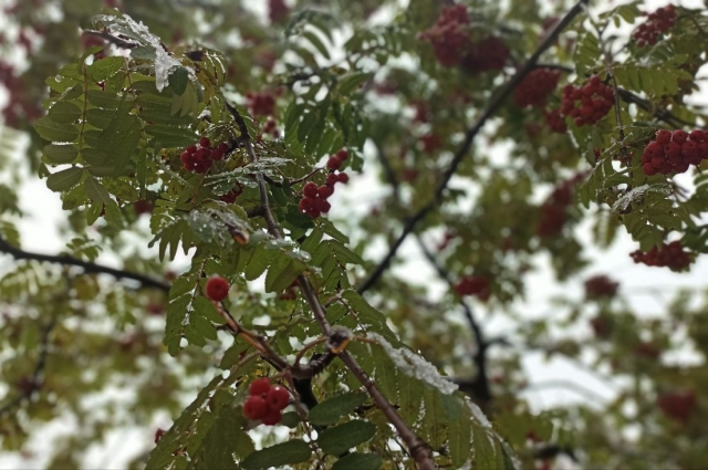 23 сентября нельзя жечь рябину.