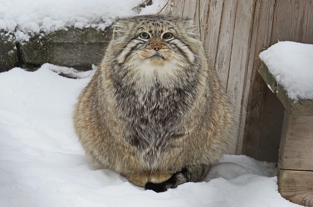 Эта поза Зеленогорска покорила поклонников во всем мире.