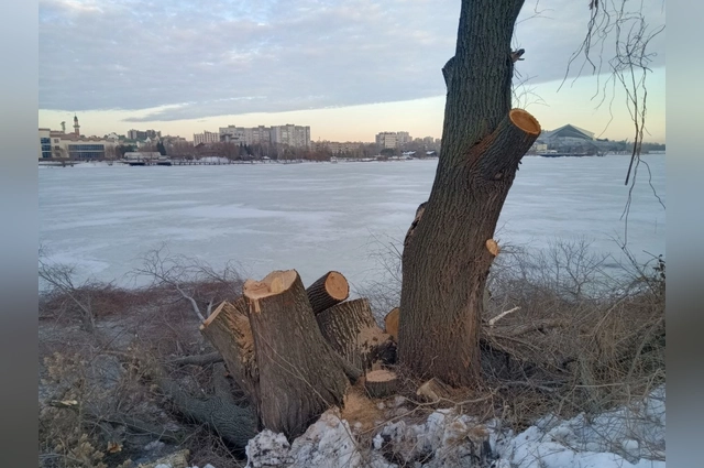 Специалисты спилил многолетние ивы на берегу.