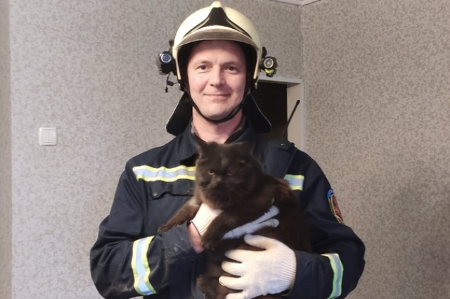 Кот успокоился на руках у спасателя.