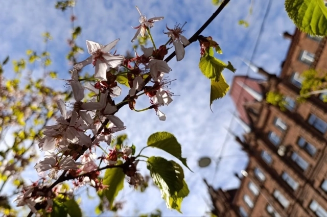 Если вишня на Феофанов день ещё не опала - это к возвращению тепла.