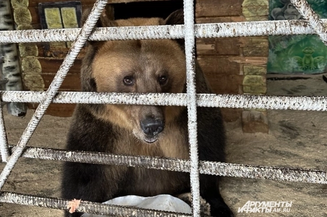 Медведица Мария Потаповна. 