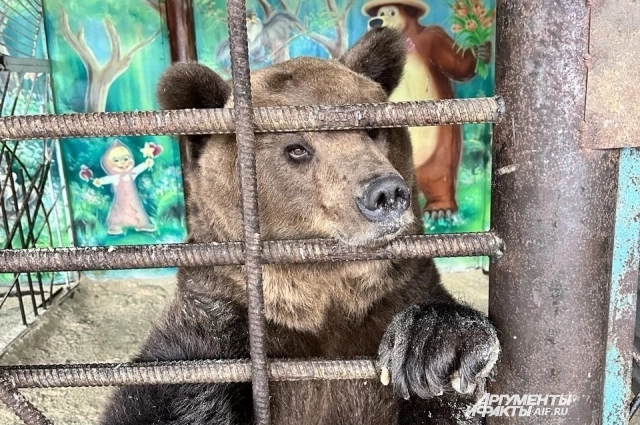 Медведь Михаил Потапыч. 